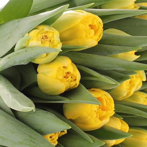 Tulpe gelb doppel Homerun 32 Gramm