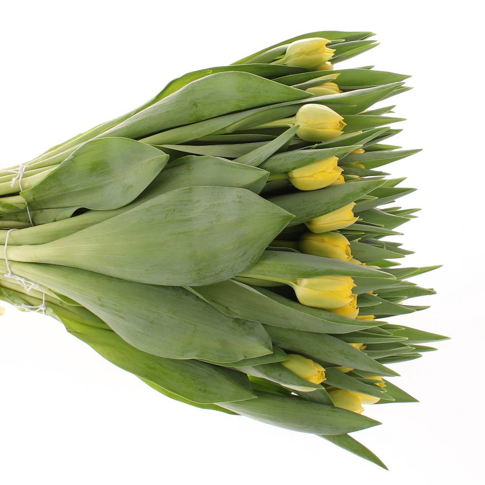 Tulpe gelb doppel Homerun 32 Gramm