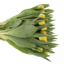 Tulpe gelb doppel Homerun 32 Gramm
