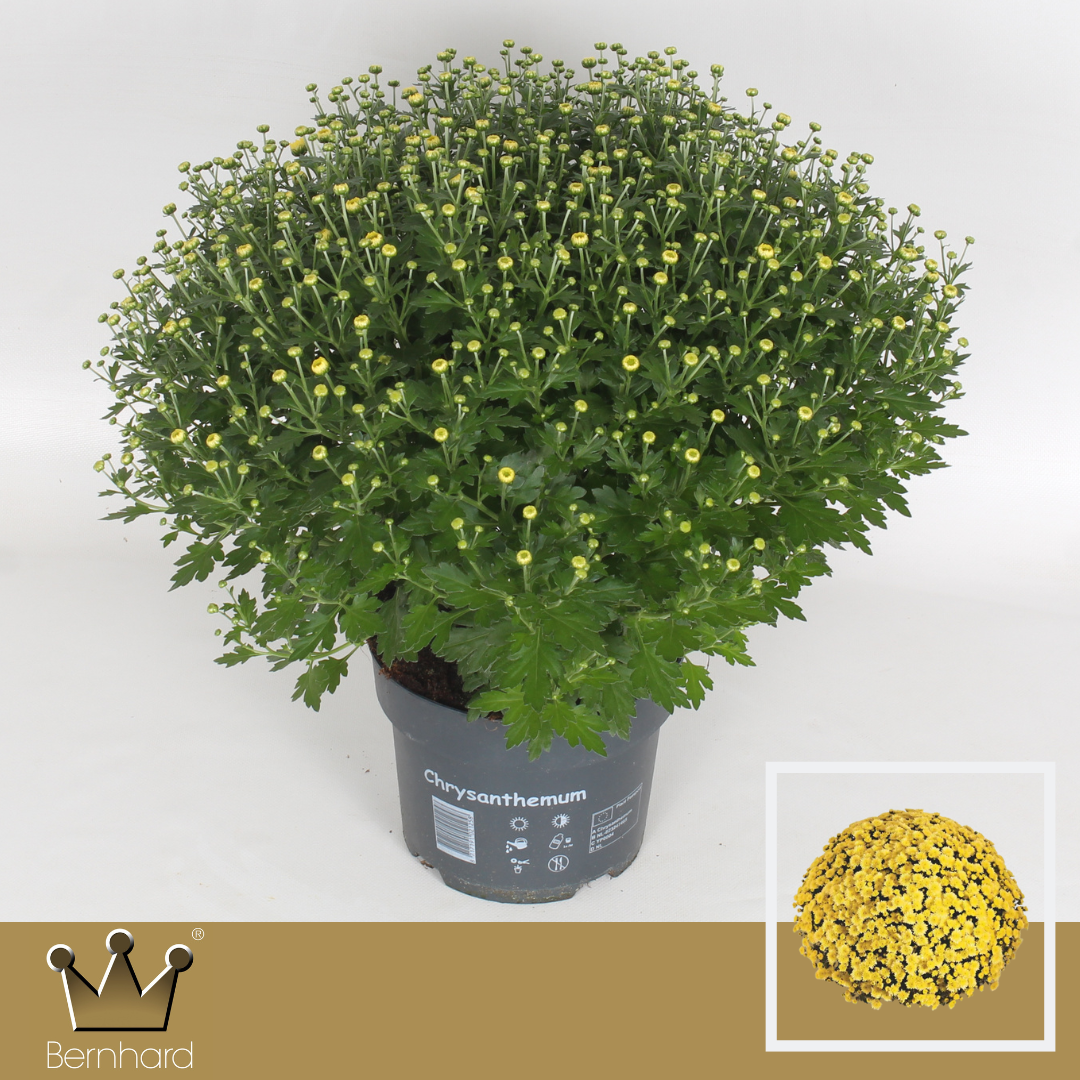 Chrysantheme Kugel gelb Jasoda T19 H040