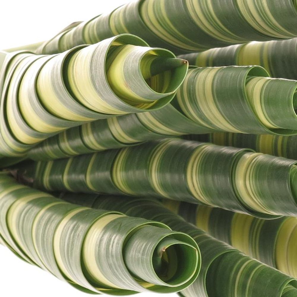 Pandanus Tubes grün/creme 40cm