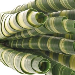 Pandanus Tubes grün/creme 40cm