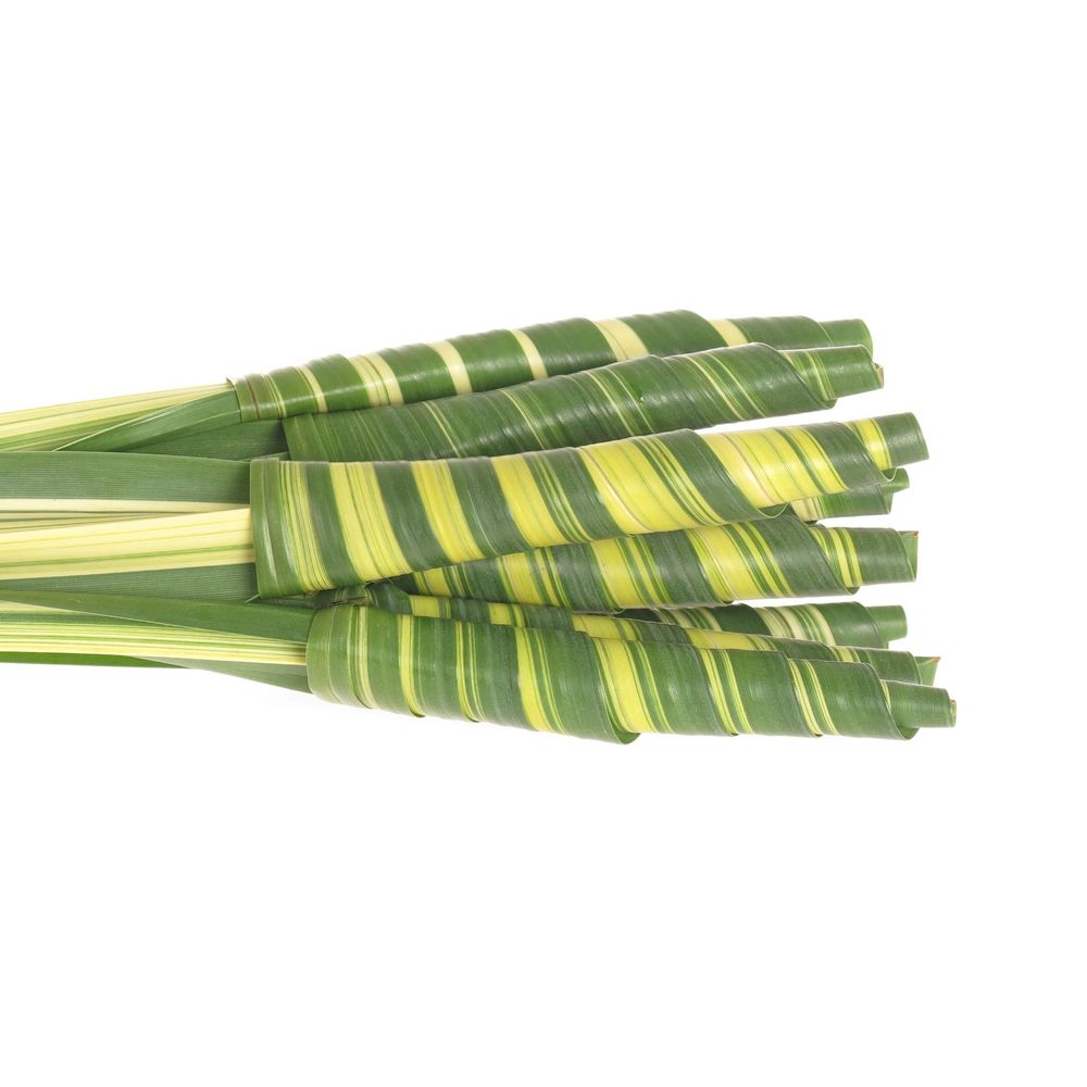 Pandanus Tubes grün/creme 40cm