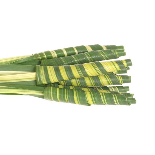 Pandanus Tubes grün/creme 40cm