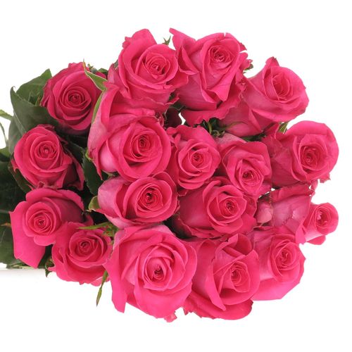 Rose rosa Topaz (Ec) 70cm