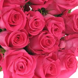 Rose rosa Topaz (Ec) 70cm