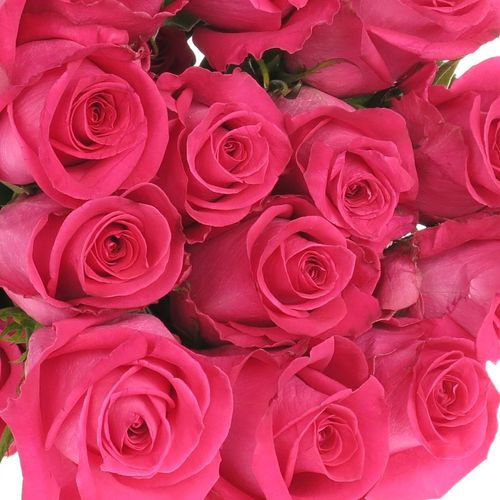 Rose rosa Topaz (Ec) 70cm