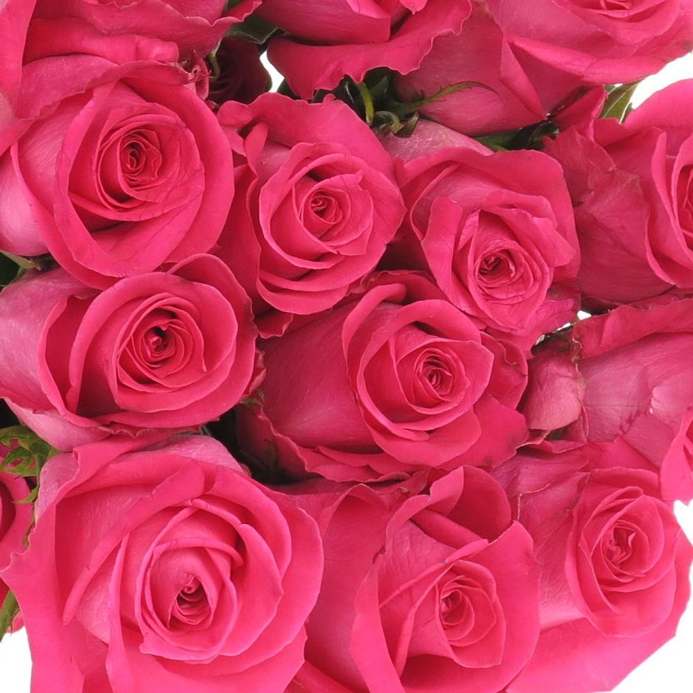 Rose rosa Topaz (Ec) 70cm