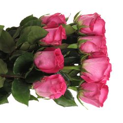 Rose rosa Topaz (Ec) 70cm