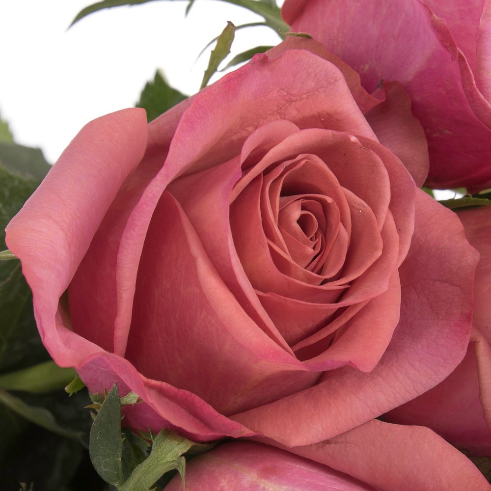 Rose lila Barista 50cm