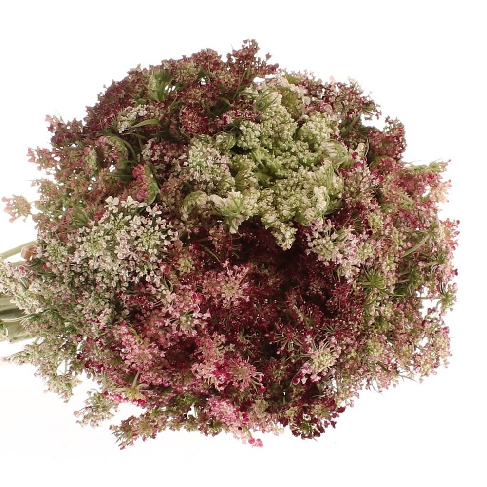 Dille rot/creme Daucus Carota 70cm