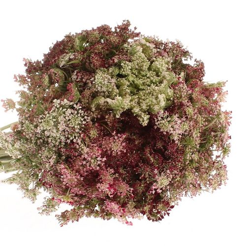 Dille rot/creme Daucus Carota 70cm