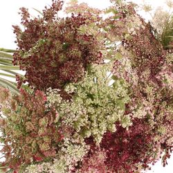 Dille rot/creme Daucus Carota 70cm
