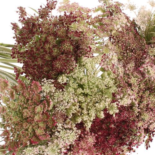 Dille rot/creme Daucus Carota 70cm