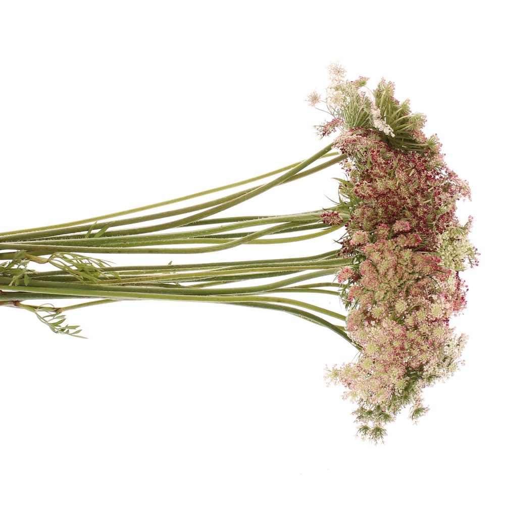 Dille rot/creme Daucus Carota 70cm