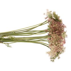 Dille rot/creme Daucus Carota 70cm