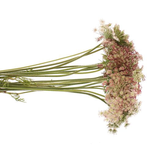 Dille rot/creme Daucus Carota 70cm