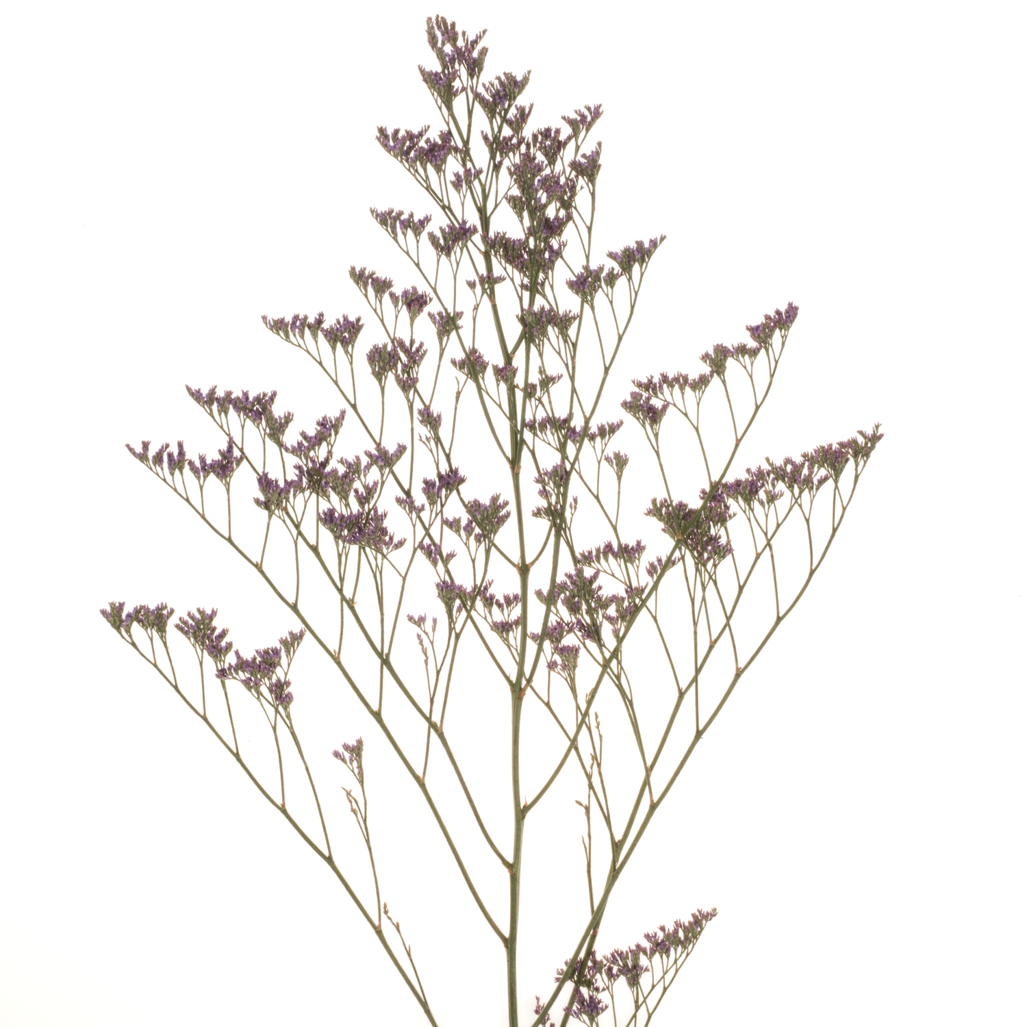 Limonium lila Shooting Star 40Gramm 80cm