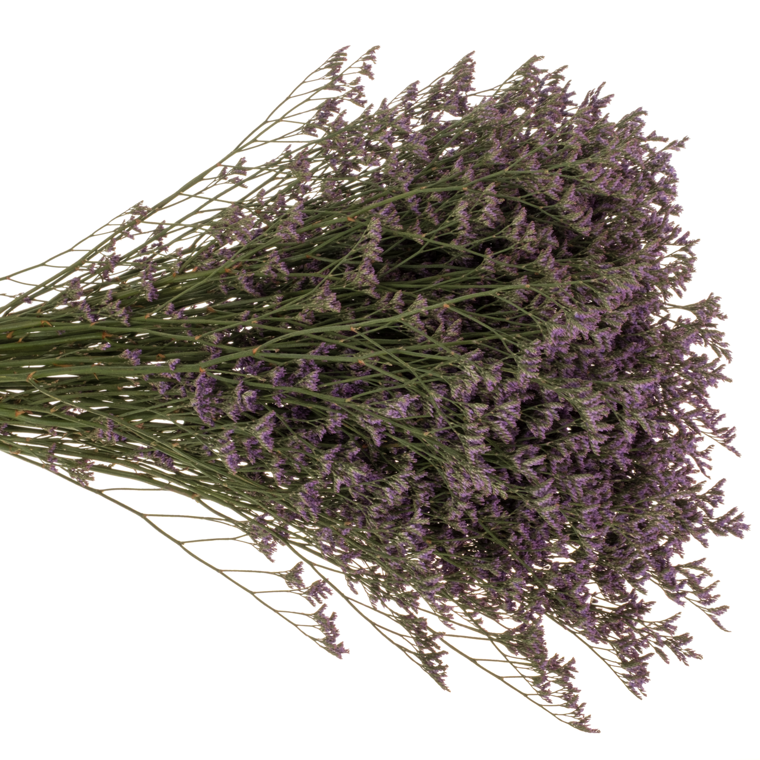 Limonium lila Shooting Star 40Gramm 80cm