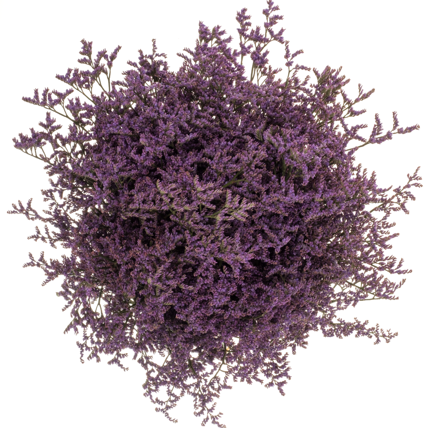 Limonium lila Shooting Star 40Gramm 80cm