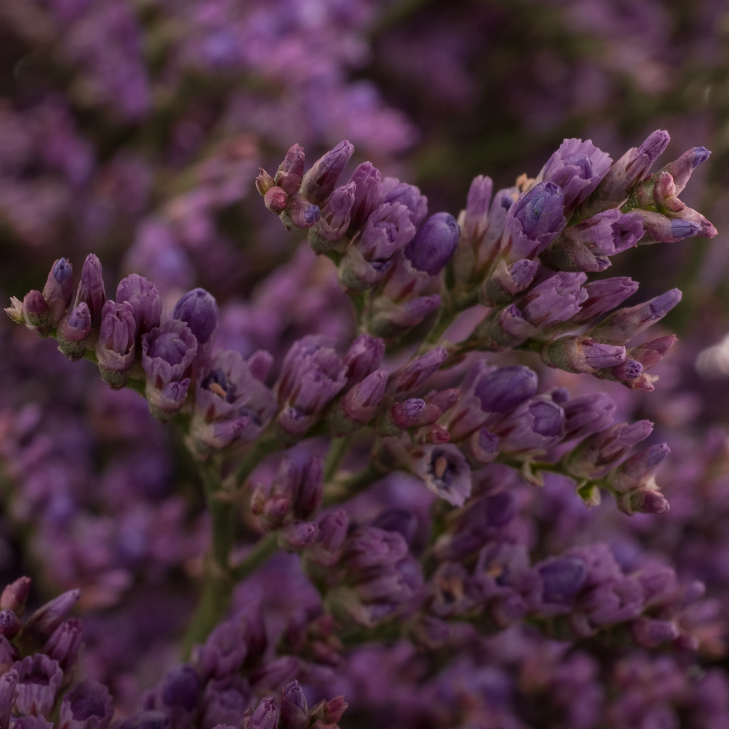 Limonium lila Shooting Star 40Gramm 80cm