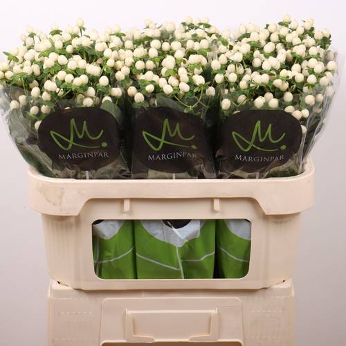 Hypericum creme/weiss Sisu Twinkle 70cm