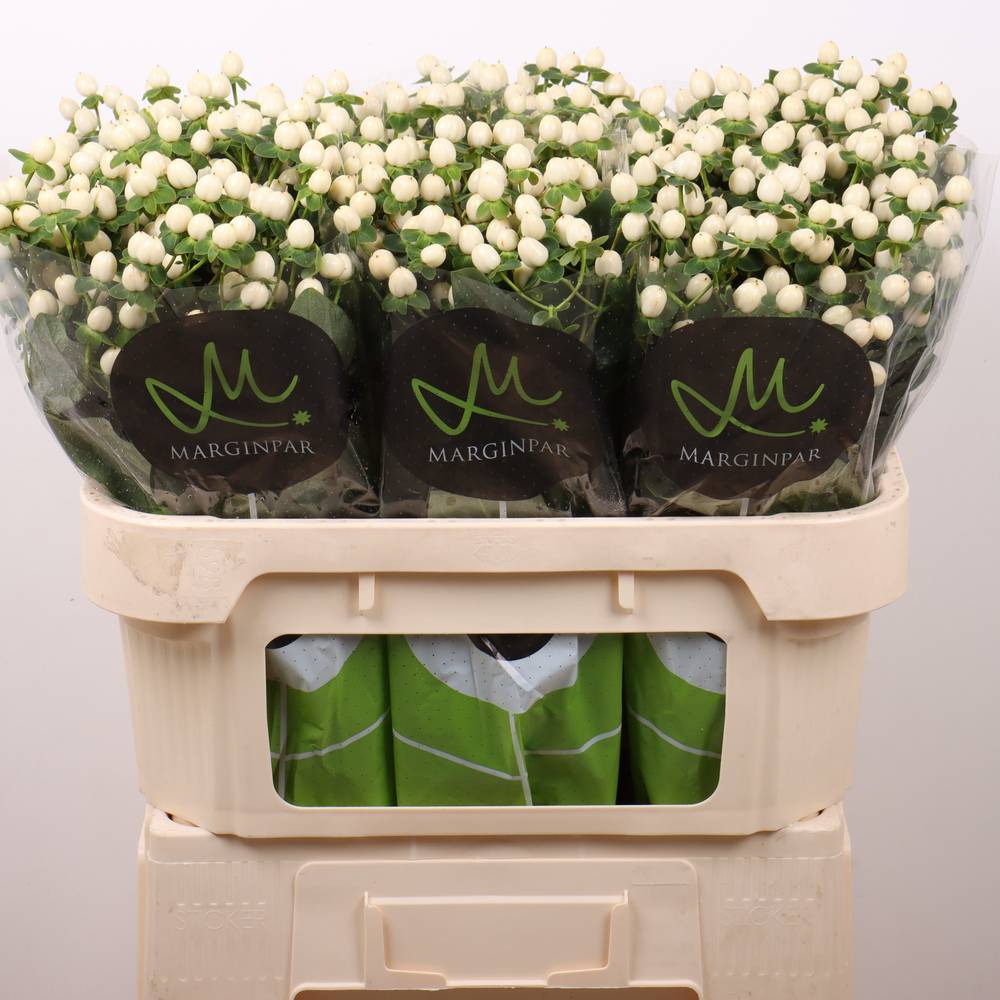 Hypericum creme/weiss Sisu Twinkle 70cm