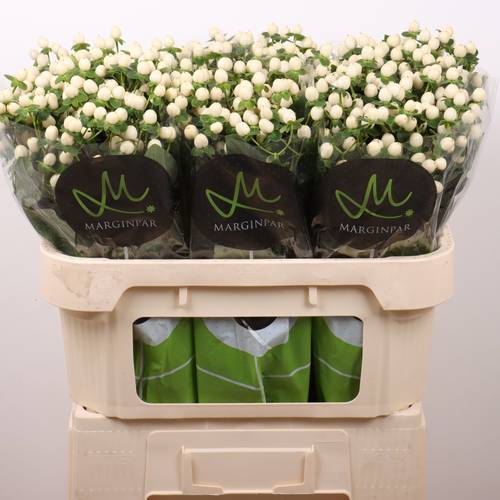 Hypericum creme/weiss Sisu Twinkle 70cm