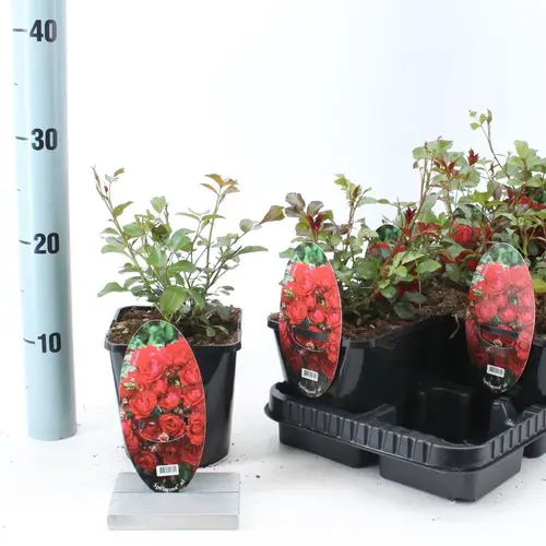 Rosa rot Strauch Fairy King T14 H10