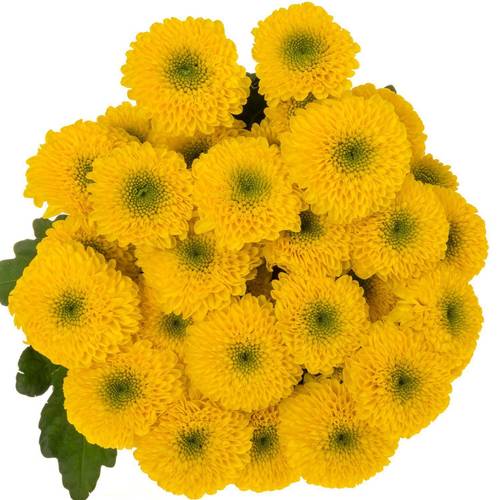 Chrys.Tros gelb-grün Letitbe 95 Gramm 70cm