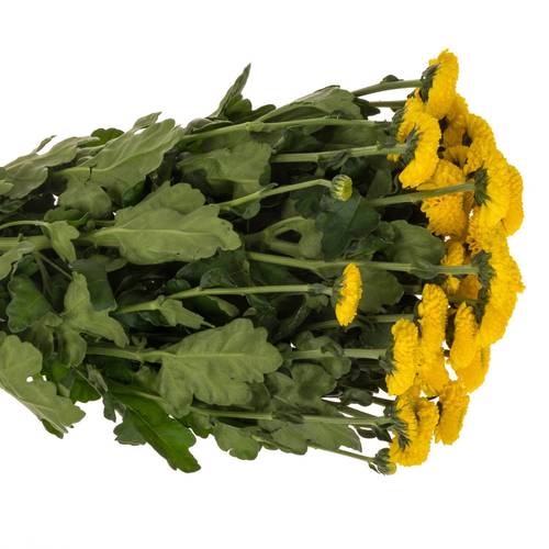 Chrys.Tros gelb-grün Letitbe 95 Gramm 70cm