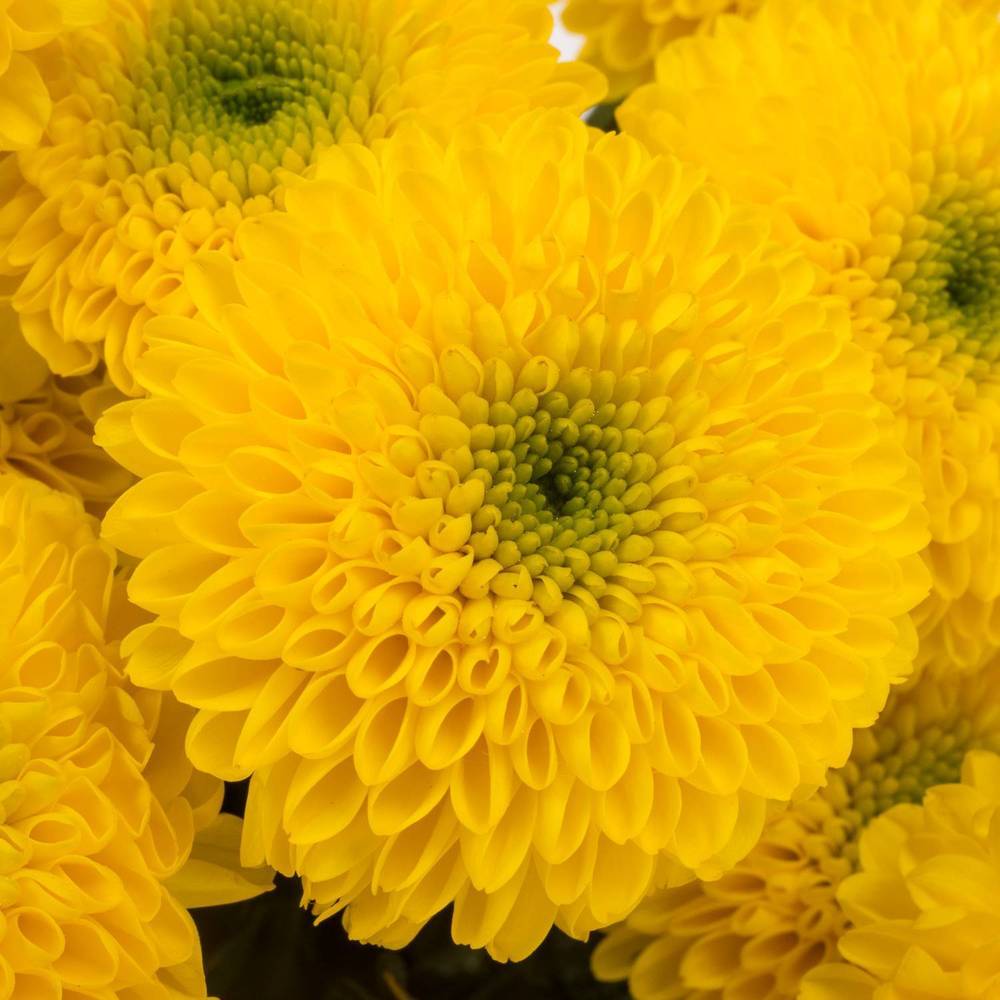 Chrys.Tros gelb-grün Letitbe 95 Gramm 70cm