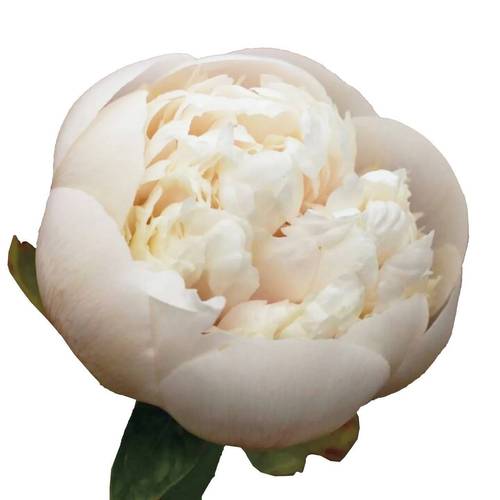 Pfingstrose rosa/weiss gefüllt Owen 60cm