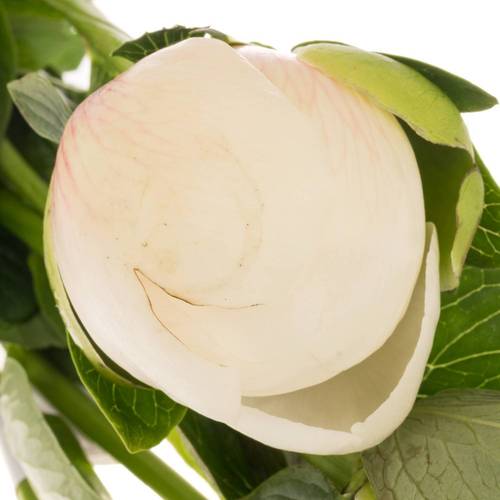 Pfingstrose rosa/weiss gefüllt Owen 60cm