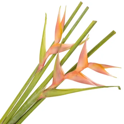 Heliconia Mittel rosa Bubblegum 90cm Karton