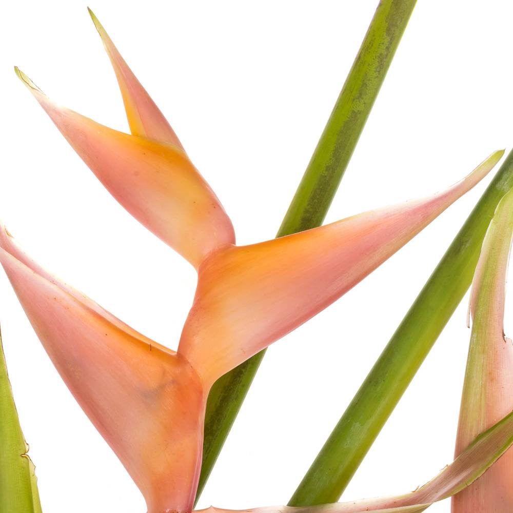 Heliconia Mittel rosa Bubblegum 90cm Karton