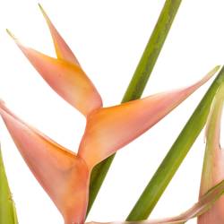 Heliconia Mittel rosa Bubblegum 90cm Karton