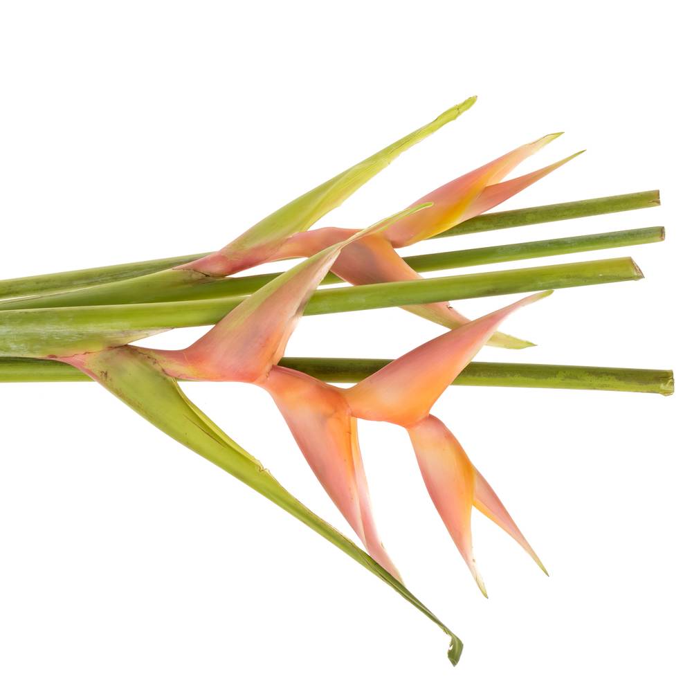 Heliconia Mittel rosa Bubblegum 90cm Karton