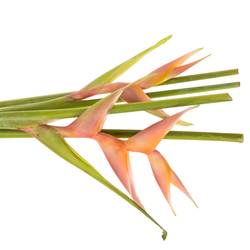 Heliconia Mittel rosa Bubblegum 90cm Karton