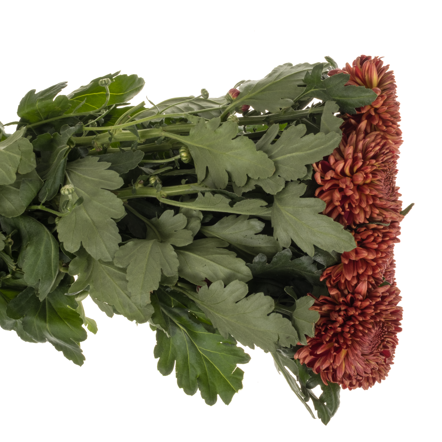 Chrys.Deko braun/rot-braun/rot Bigoudi Bronze 105 Gramm 75cm