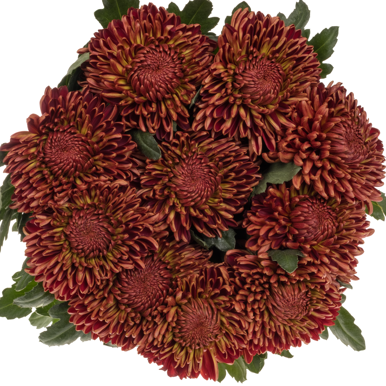 Chrys.Deko braun/rot-braun/rot Bigoudi Bronze 105 Gramm 75cm