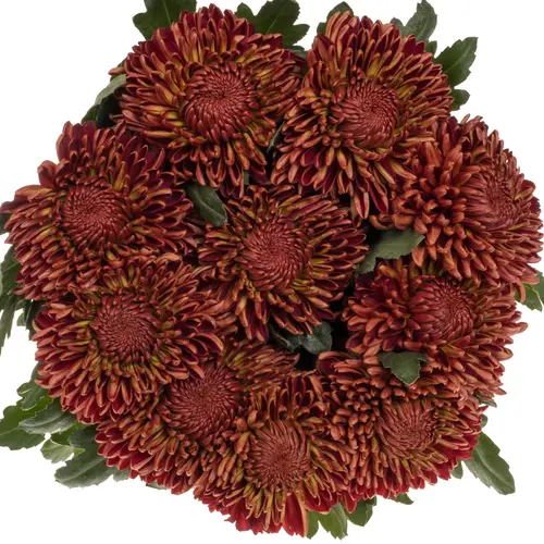 Chrys.Deko braun/rot-braun/rot Bigoudi Bronze 105 Gramm 75cm