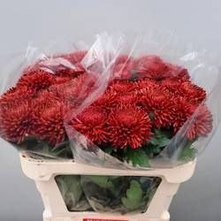 Chrys.Deko braun/rot-braun/rot Bigoudi Bronze 105 Gramm 75cm