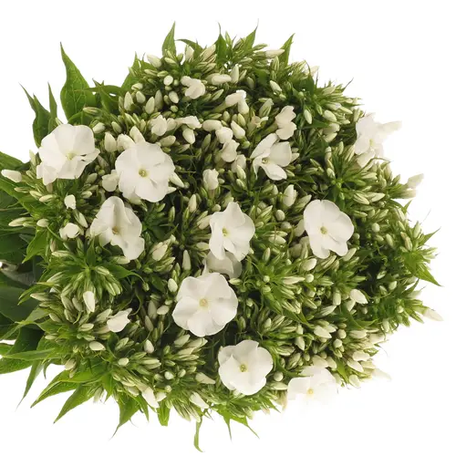 Phlox weiss Snowy 50cm