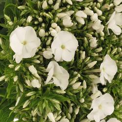 Phlox weiss Snowy 50cm
