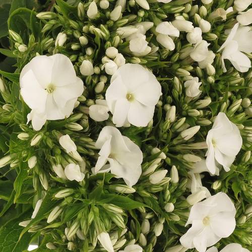 Phlox weiss Snowy 50cm