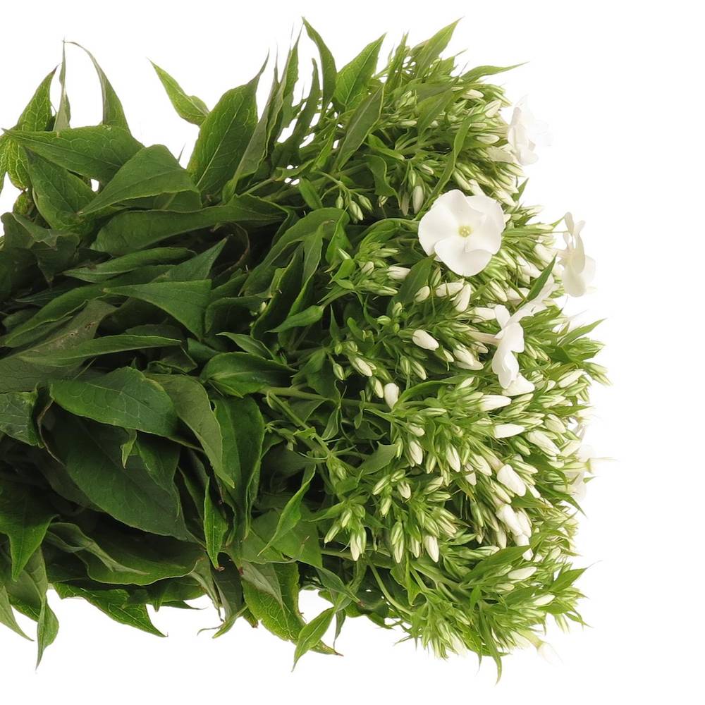 Phlox weiss Snowy 50cm