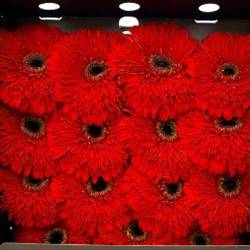 Gerbera rot Pompon Cannon Ball