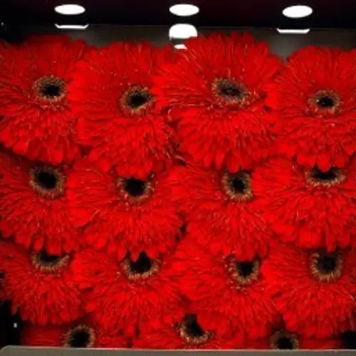 Gerbera rot Pompon Cannon Ball