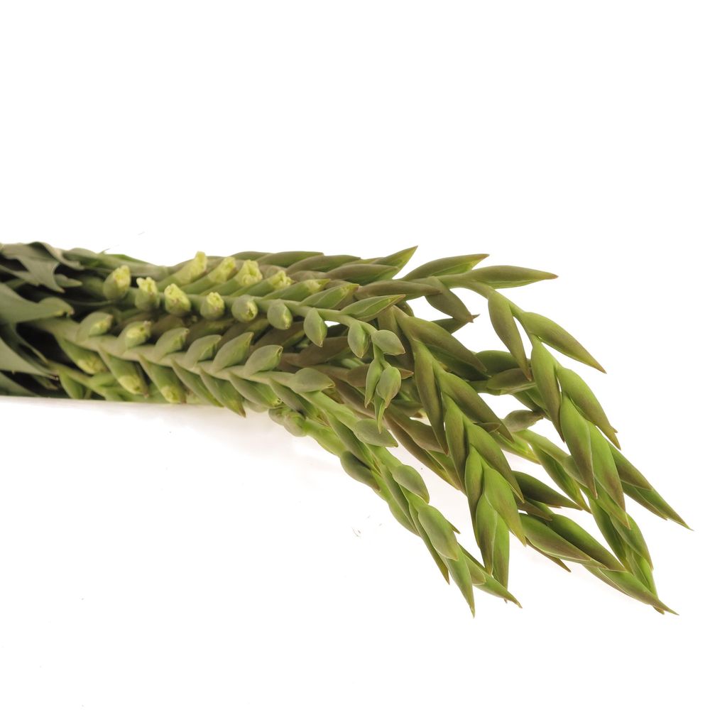 Gladiole creme/gelb Speeddate 95cm